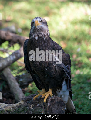 Weißkopfseeadler juvenile Vogel auf einem Zweig in der Nähe, an der Sie auf der Suche und Anzeige von seinen Körper, Gefieder, Kopf, Augen, Beck mit einem schönen Bokeh Hintergrund. Stockfoto