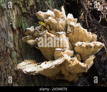 Ein Baum Pilz auf einem toten Baumstamm Stockfoto