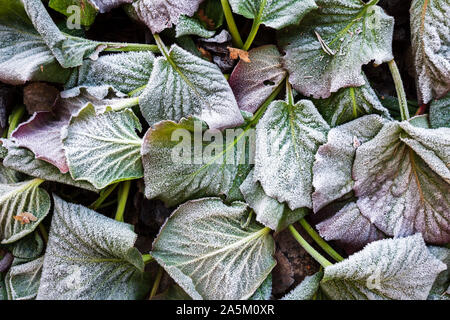 Frost bedeckt Blätter von bergenia (Bergenia cordifolia) in einem kalten Spätherbst Tag Stockfoto