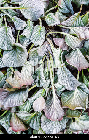 Frost bedeckt Blätter von bergenia (Bergenia cordifolia) in einem kalten Spätherbst Tag Stockfoto