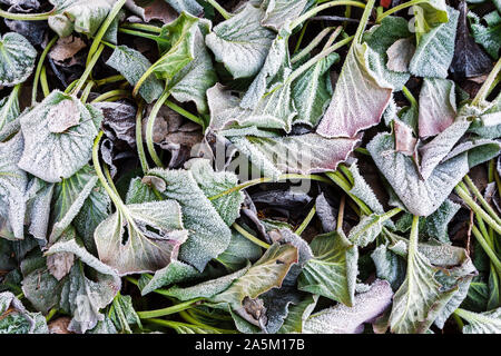 Frost bedeckt Blätter von bergenia (Bergenia cordifolia) in einem kalten Spätherbst Tag Stockfoto