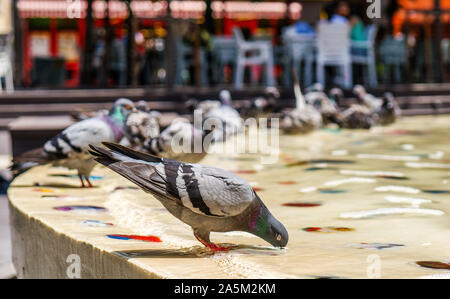 Taube in ornamentalen pool Nahaufnahmen. graue Taube. Stockfoto