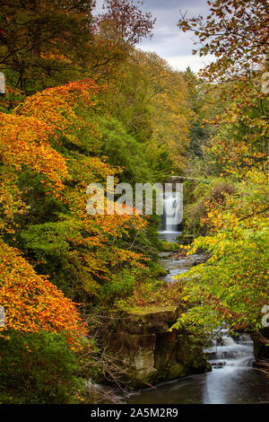 Herbstfarben im Jesmond Dene, Newcastle, Tyne and Wear, England, Vereinigtes Königreich Stockfoto