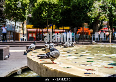 Taube in ornamentalen pool Nahaufnahmen. graue Taube. Stockfoto