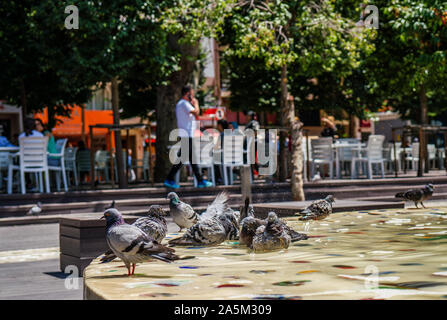 Taube in ornamentalen pool Nahaufnahmen. graue Taube. Stockfoto