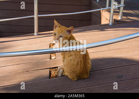 Eine strasse Katze im Stadtteil Sultanahmet in Istanbul, Türkei Stockfoto