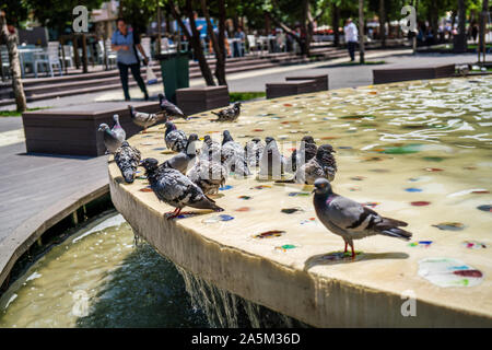 Taube in ornamentalen pool Nahaufnahmen. graue Taube. Stockfoto