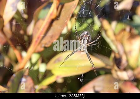 Die unterhalb einer Gebänderten Gartenkreuzspinne im Web In der Sonne Stockfoto