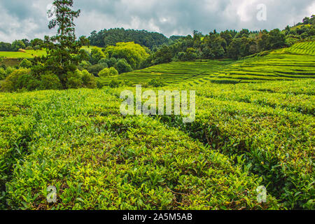 Cha Gorreana Tee Plantage auf der Insel Sao Miguel, Azoren, Portugal Stockfoto