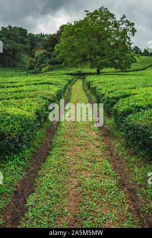 Cha Gorreana Tee Plantage auf der Insel Sao Miguel, Azoren, Portugal Stockfoto