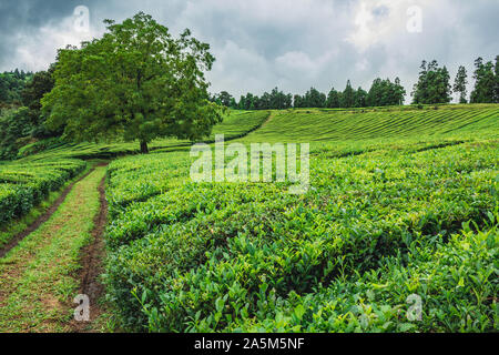 Cha Gorreana Tee Plantage auf der Insel Sao Miguel, Azoren, Portugal Stockfoto