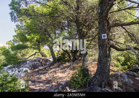 Markierten Wanderweg am Parnitha Berg in der Nähe von Athen, Attika, Griechenland auf dem Weg nach Pan's Höhle Stockfoto