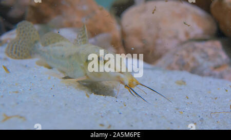 Welse schwimmen im Aquarium Stockfoto