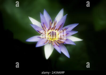 Blaue ägyptische Seerose im botanischen Garten in Berlin, Deutschland. Stockfoto