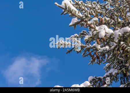 Natürlich grüne Tanne Zweige mit Zapfen von White frischen Schnee bedeckt. Blauer Himmel mit Wolken im Hintergrund. Sonniges Wetter. Wintersaison Horizont Stockfoto