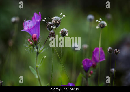 Lila Blüten und Samen in einer Wiese auf La Gomera, Spanien. Stockfoto