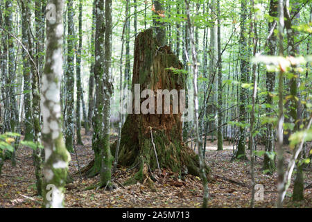 Verrottender Baumstamm im Bayerischen Wald Stockfoto