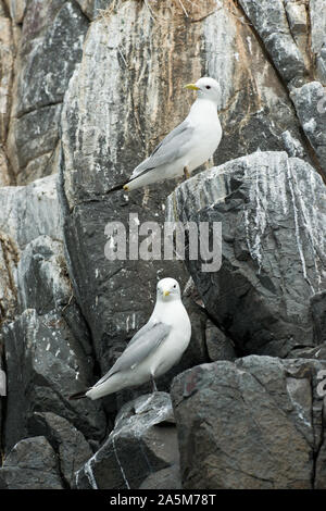 Dreizehenmöwen (Larus tridactyla) Verschachtelung auf dünnen Cliff leisten. Farne Islands, Northumberland Stockfoto