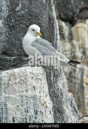 Dreizehenmöwe (Larus tridactyla) Verschachtelung auf dünnen Cliff leisten. Farne Islands, Northumberland Stockfoto