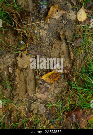 Damwild Slots in nassen Lehmboden. Stockfoto