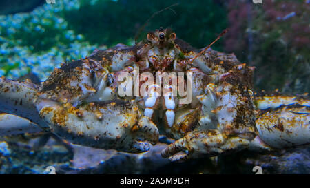 Nahaufnahme von Leiter der riesigen japanischen Seespinne Stockfoto