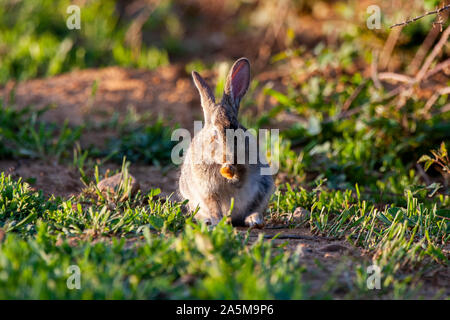 Europäische Kaninchen, Oryctolagus cuniculus. Tier im natürlichen Lebensraum, das Leben auf der Wiese. Stockfoto