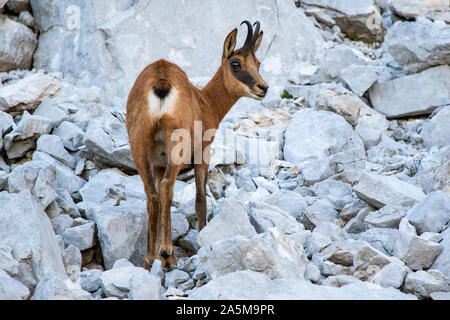 Rebeco, Rupicapra rupicapra, auf den felsigen Hügel der Picos de Europa, Spanien. Wildlife Szene in der Natur. Stockfoto