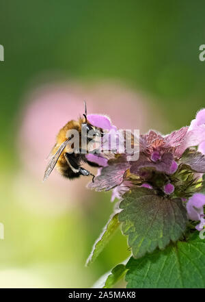 Bumblebee Fütterung auf ein Red Dead - brennnessel Blume Stockfoto