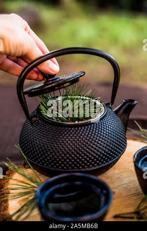 Kaffee Topf in den Garten mit einer Infusion von Kiefer. Kiefer Tee. Stockfoto