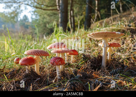 Gruppe der Red fly agaric Pilze im Wald. Amanita muscaria Pilze im Sonnenlicht. Stockfoto