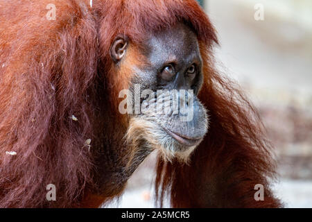 Porträt einer schönen weiblichen Orang-utan Stockfoto