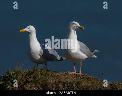 Paar der Silbermöwe (Larus argentatus) auf Wache bei Bempton Cliffs, East Yorkshire, England. Stockfoto