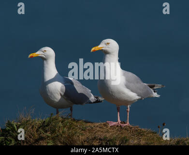 Paar der Silbermöwe (Larus argentatus) auf Wache bei Bempton Cliffs, East Yorkshire, England. Stockfoto