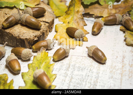 Herbst Hintergrund mit Eicheln und Blätter auf weißem Holz- Hintergrund. Nahaufnahme mit selektiven Fokus. Stockfoto