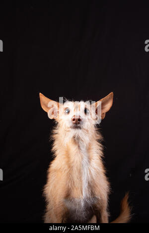 Niedliche hellbraun Podenco mit schwarzem Hintergrund Stockfoto