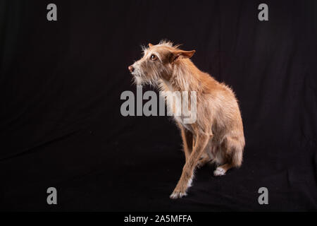 Niedliche hellbraun Podenco mit schwarzem Hintergrund Stockfoto