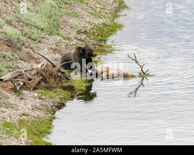 Grizzly Bär essen eine tote Elche im Hayden Valley von Yellowstone Stockfoto