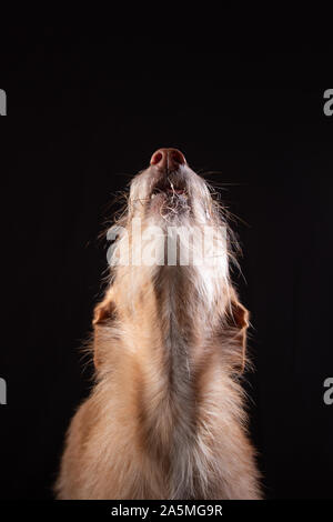 Niedliche hellbraun Podenco mit schwarzem Hintergrund Stockfoto