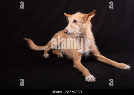 Niedliche hellbraun Podenco mit schwarzem Hintergrund Stockfoto