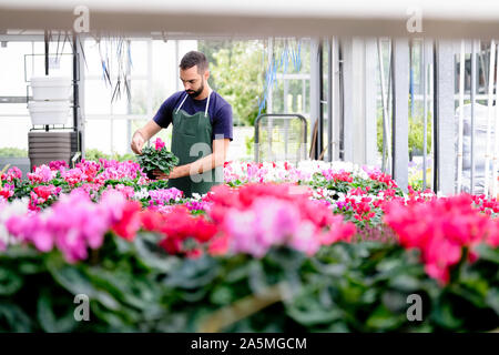 Mann bei der Arbeit als Florist In Flower Shop Vermittlung von Pflanzen Stockfoto