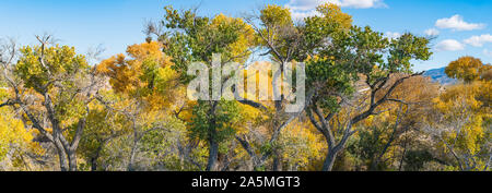 Hohe Bäume im Herbst stehen unter einem blauen Himmel in die Berge der Sierra Nevada. Stockfoto