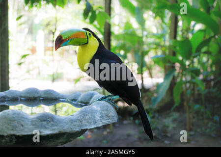 Kiel-billed Toucan, Ramphastos sulfuratus, mit bunten Schnabel auf einen Pool in Macaw Mountain Vogelpark, Copan Ruinas, Honduras Stockfoto