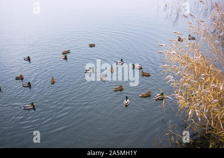 Gruppe von Enten im Wasser der Stadt Teich auf Herbst Tag Stockfoto