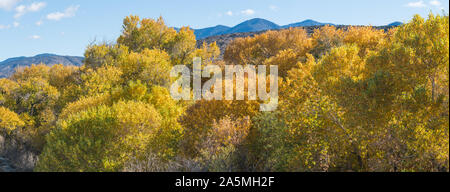 Farben auf fallen Bäume im südlichen Kalifornien Sierra Nevada. Stockfoto