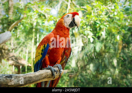 Roter Ara oder hellrote Ara Ara macao auf einem Stick mit grünen sonnigen Dschungel Hintergrund in der Macaw Mountain Vogelpark, Copan Ruinas, Honduras Stockfoto