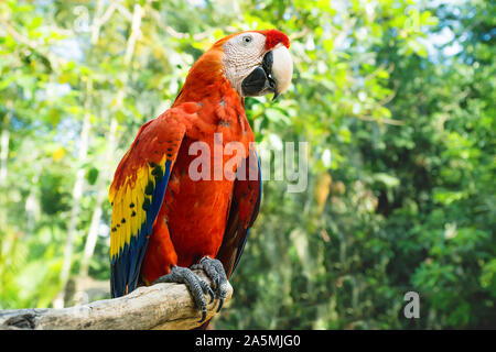 Roter Ara oder hellrote Ara Ara macao mit grünen sonnigen Dschungel Hintergrund in der Macaw Mountain Vogelpark, Copan Ruinas, Honduras Stockfoto