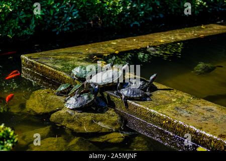 Pet Wasserschildkröten Rotwangen-Schmuckschildkröte, TRACHEMYS SCRIPTA elegans, am Meer Alle sitzen zusammen im Teich. Stockfoto