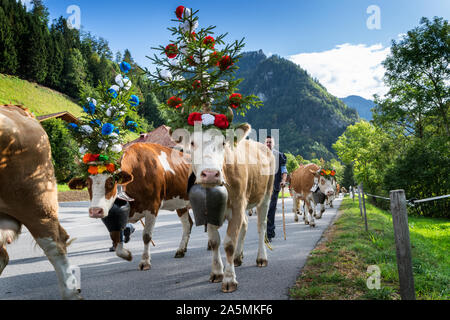 Charmey, Fribourg, Schweiz - 28 September 2019: Landwirte mit einer Herde von Kühen auf der jährlichen Wanderhaltung in Charmey in der Nähe von bulle, Freiburg Zone auf Stockfoto