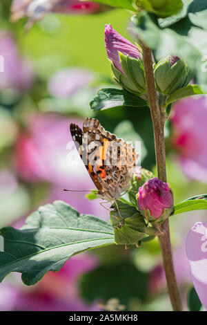 Painted Lady Butterfly, Vanessa cardui, Fütterung auf Althea, Hibiscus syriacus. USA. Stockfoto