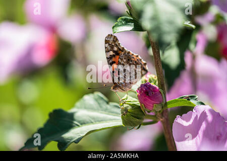 Painted Lady Butterfly, Vanessa cardui, Fütterung auf Althea, Hibiscus syriacus. USA. Stockfoto